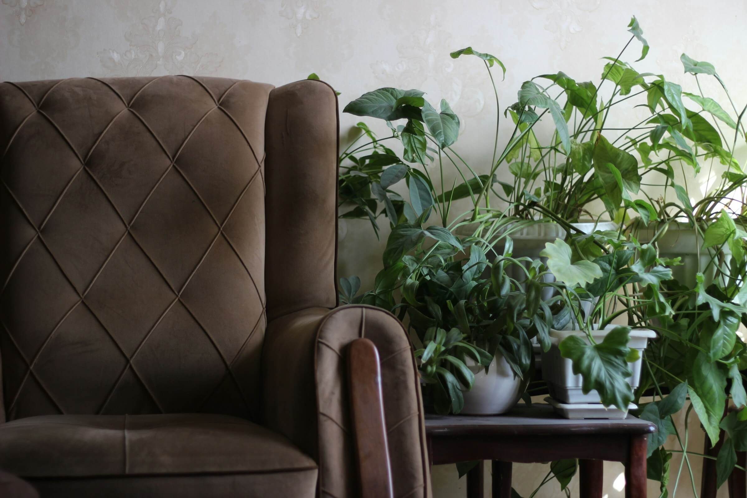 A leather wingback chair beside a group of houseplants